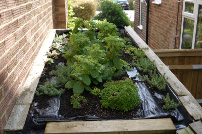 How to create a simple low-cost green shed roof